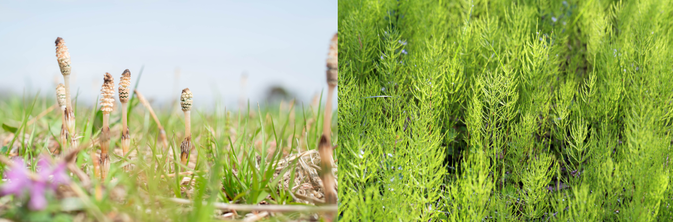 lentestam links, zomerstam rechts