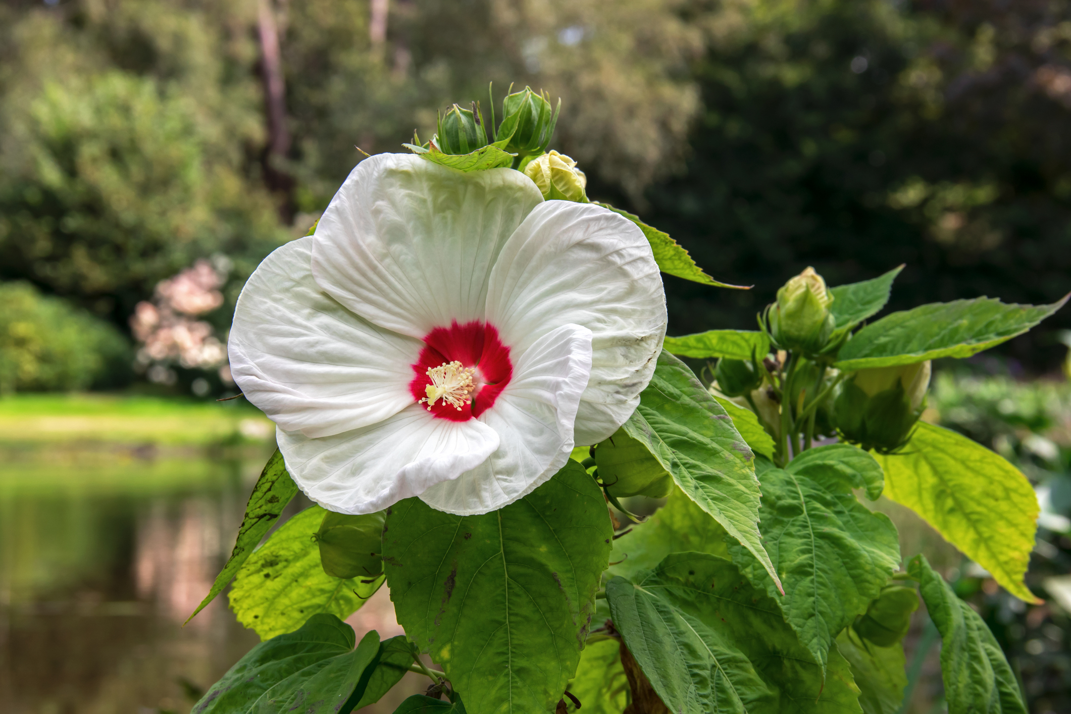 Moerashibiscus (Hibiscus moscheutos)