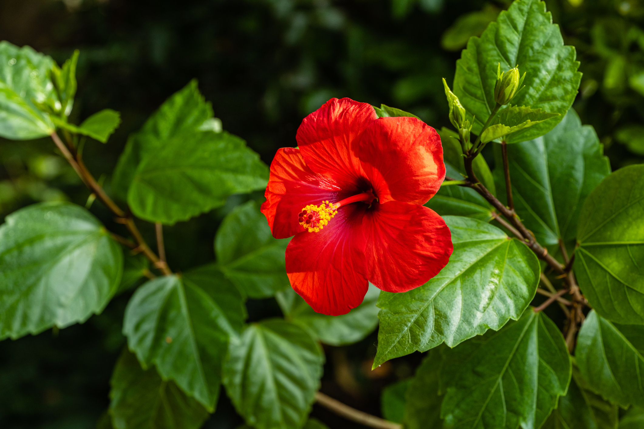 Hibiscus rosa-sinensis - Chinese roos