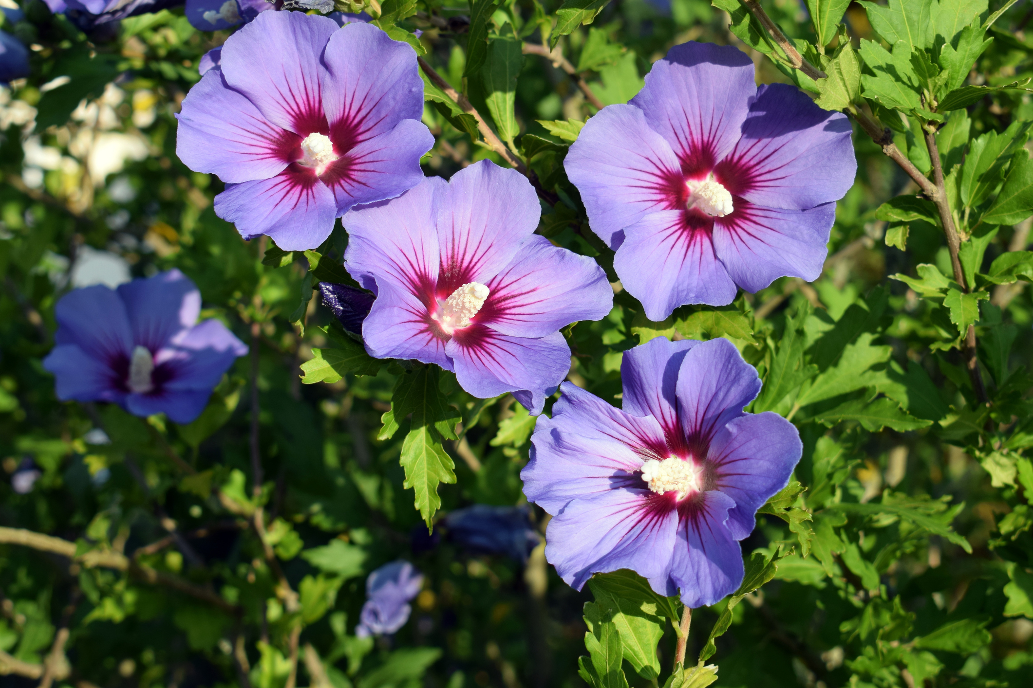 Syrische hibiscus (Hibiscus syriacus)