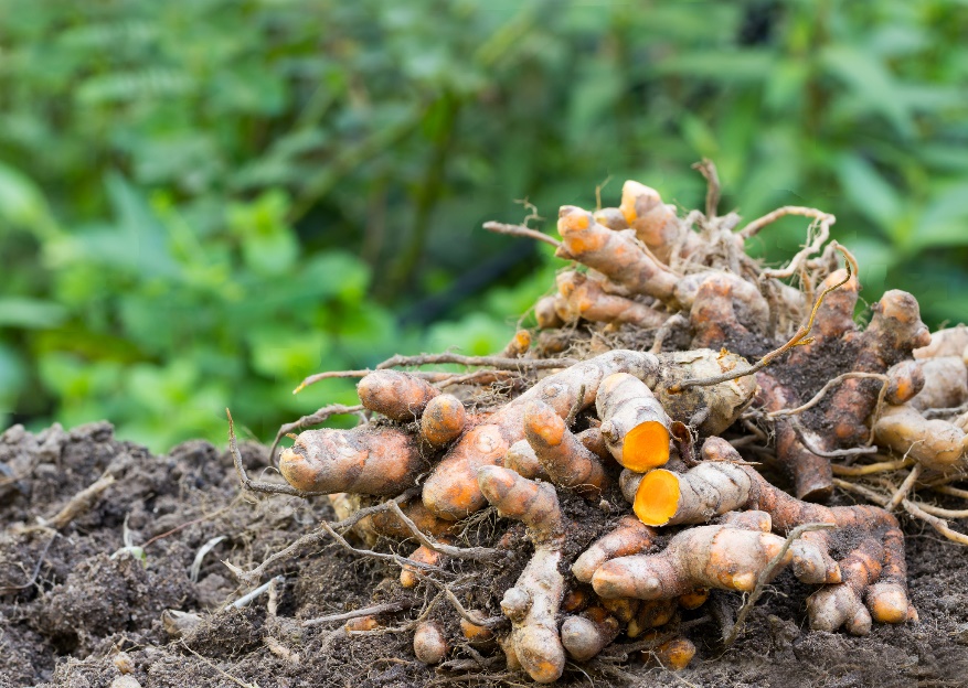 Rizomen (wortels) van Curcuma longa