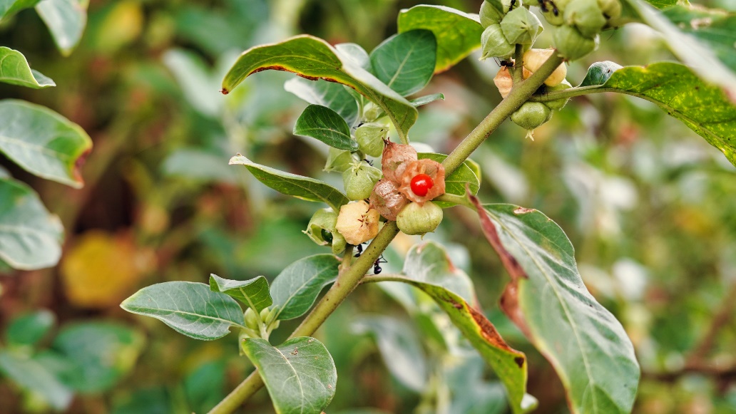 Ashwagandha plant in de natuur