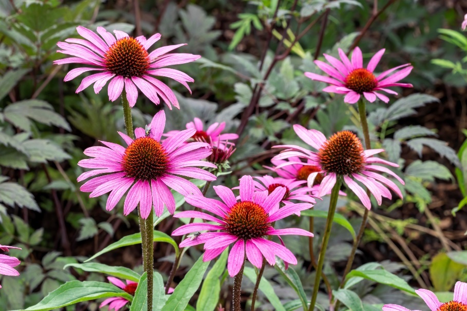 De plant Echinacea purpurea