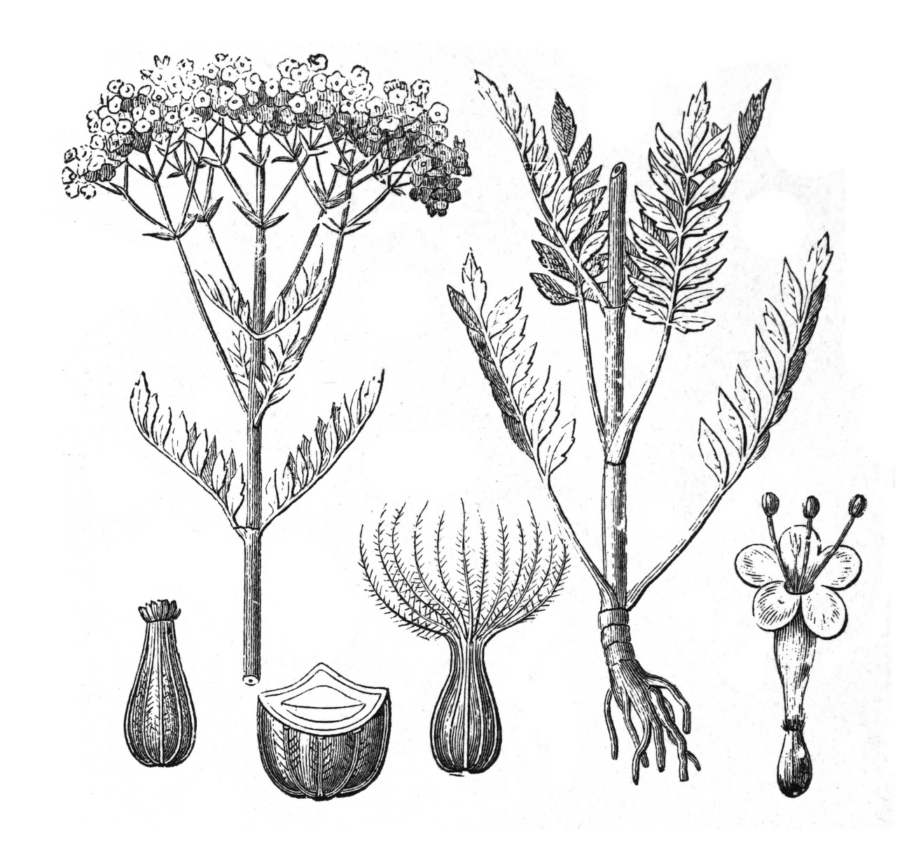 Valeriaan - Herbarium