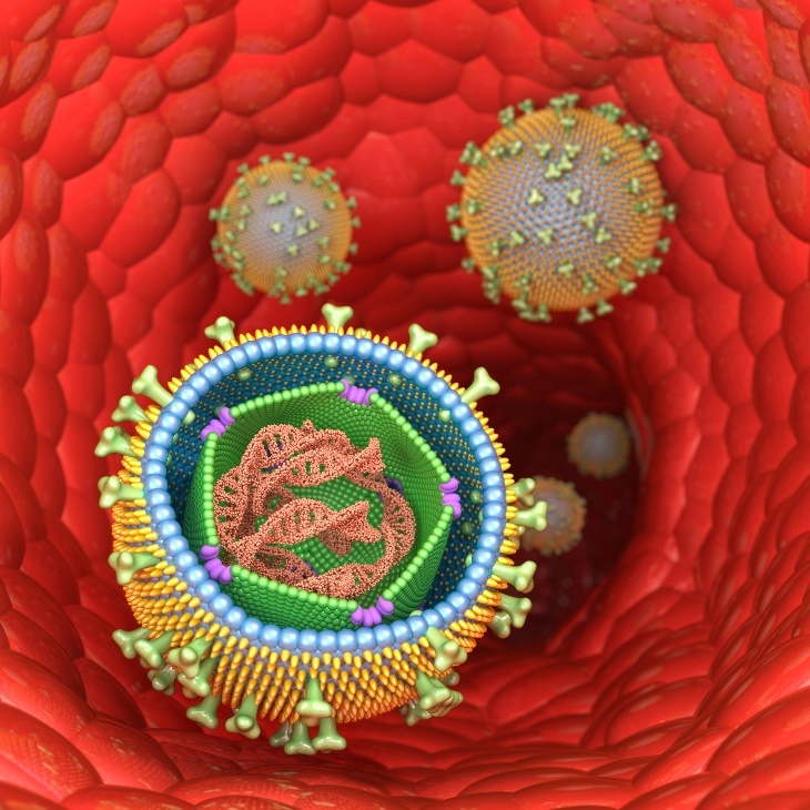 3D-weergave van de structuur van het Epstein-Barr virus (infectieuze mononucleose) in menselijke cellen