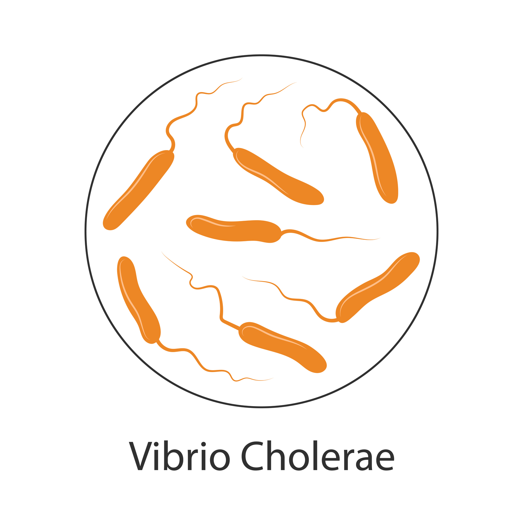 Cholerabacterie Vibrio cholerae