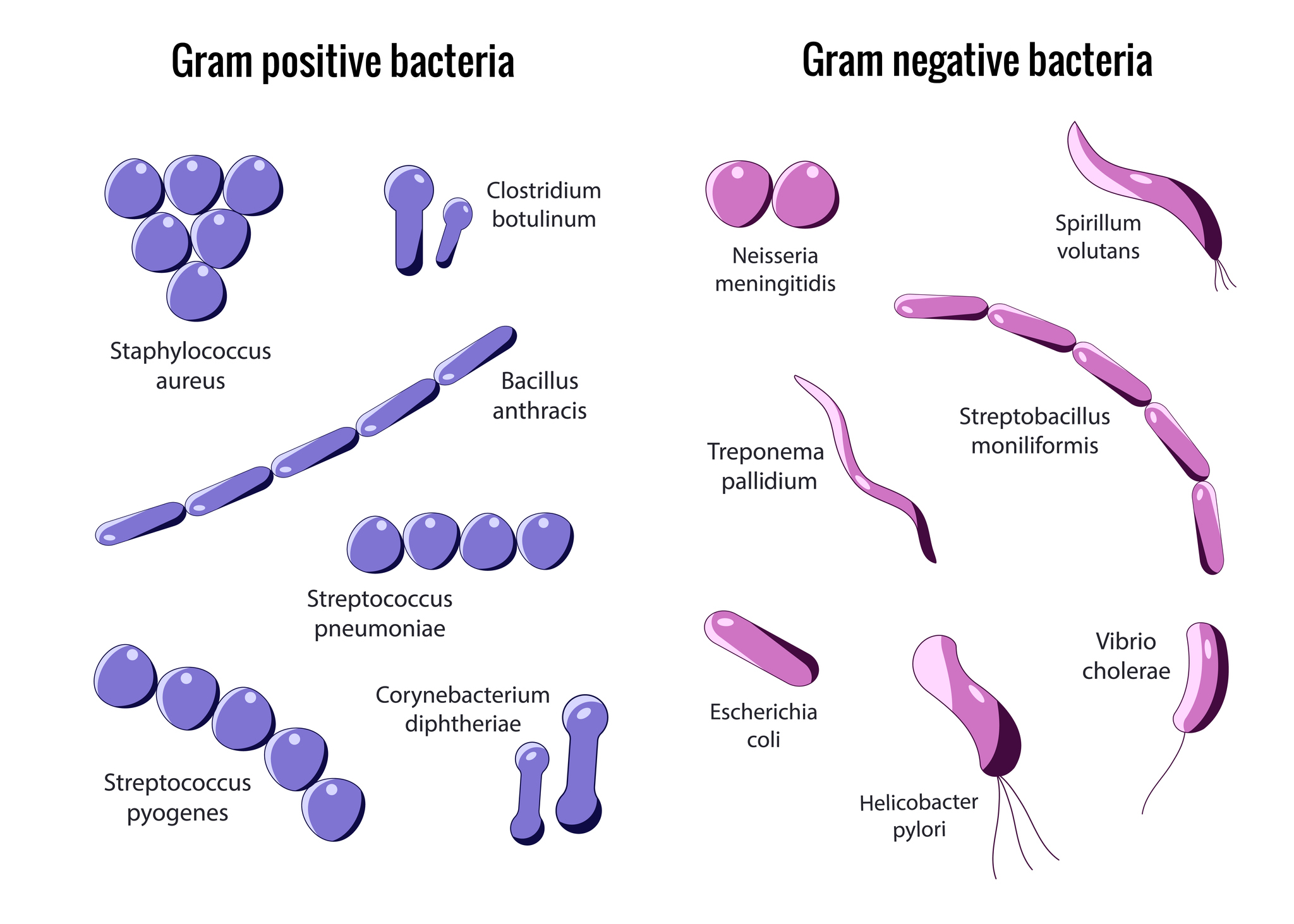 Verdeling van Gram-positieve en Gram-negatieve bacteriën