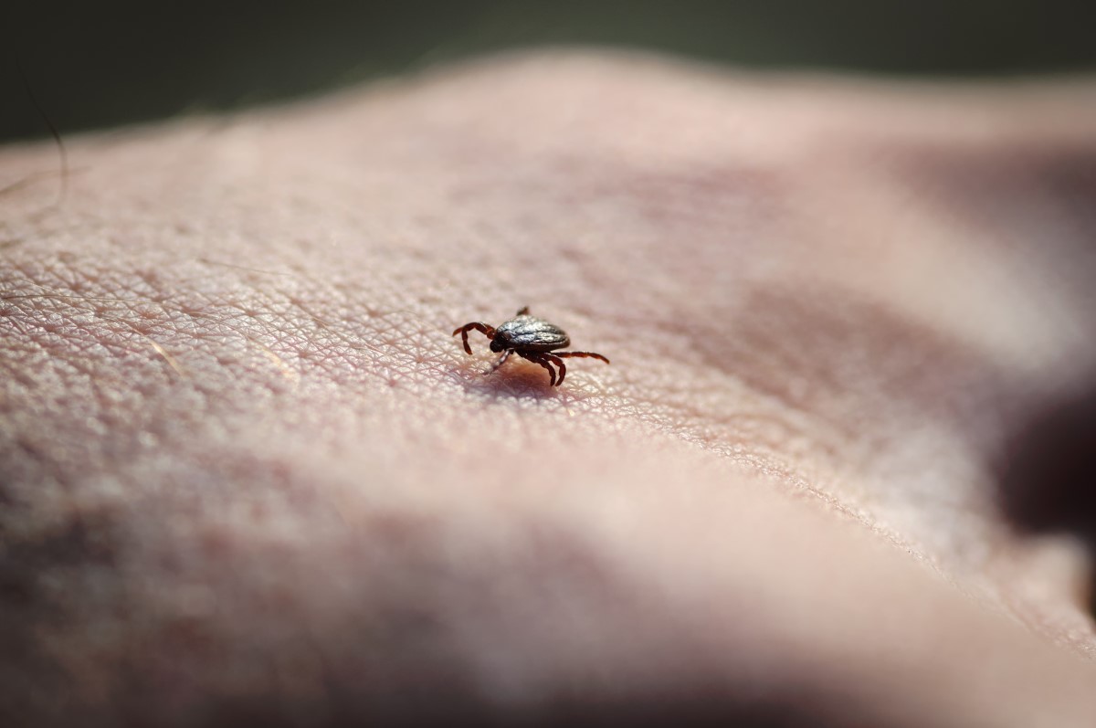 De teek kruipt over de huid op zoek naar een geschikte plek om zich te injecteren