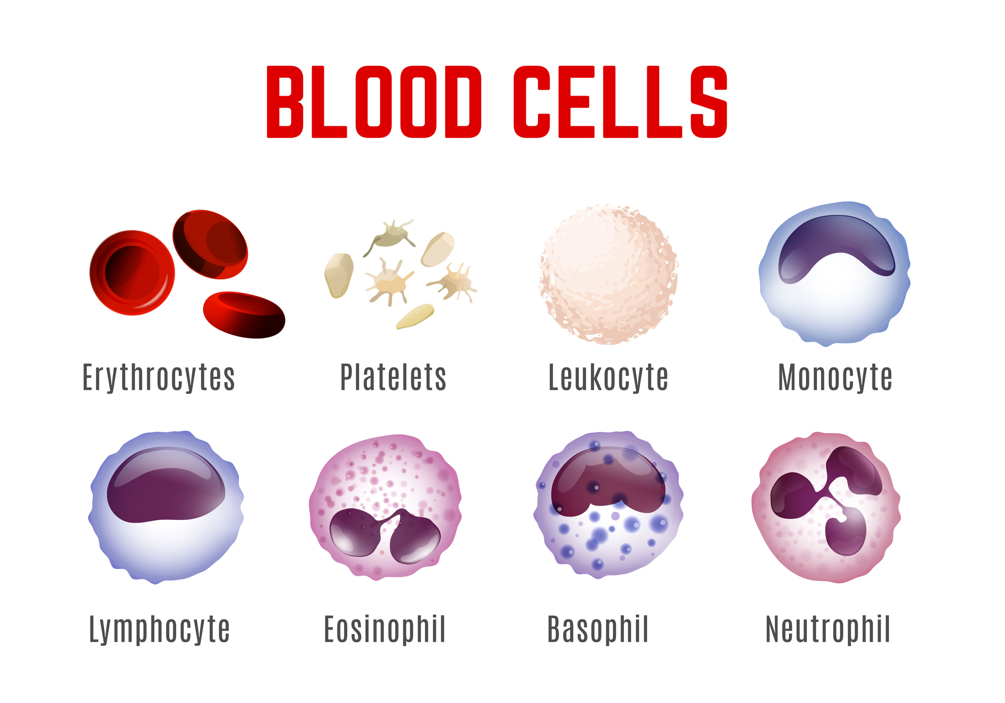 Weergave van bloedcellen - erytrocyten, bloedplaatjes, leukocyten, monocyten, lymfocyten, eosinofielen, basofielen en neutrofielen.