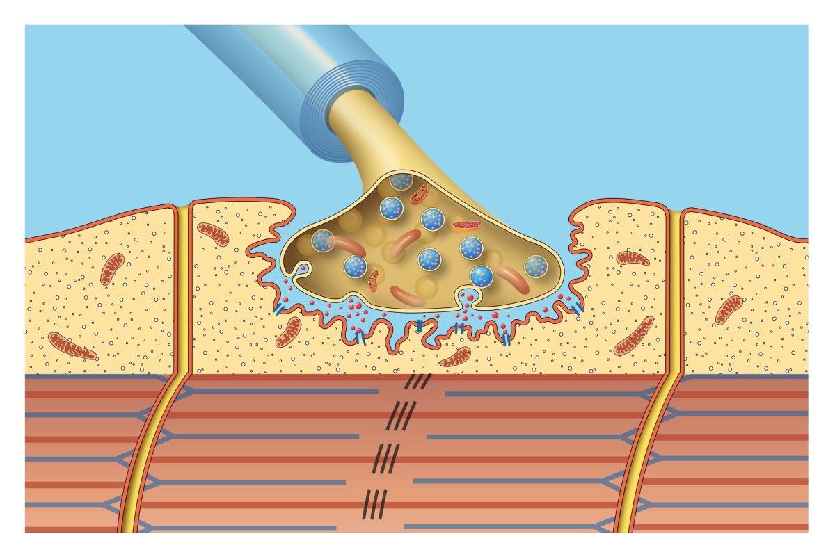 Neuromusculaire verbindingen - geanimeerde afbeelding, model