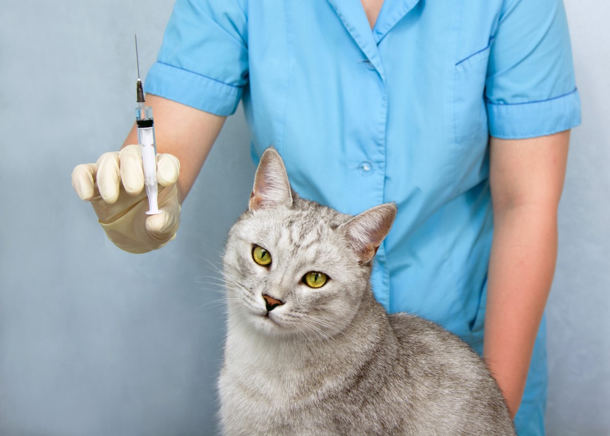 Vaccinaties - dierenarts en kat, injecties, vaccinatie