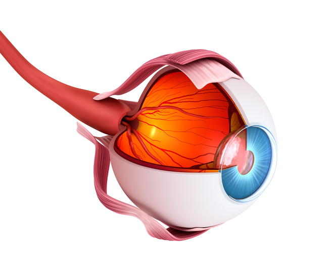 Anatomische weergave van het oog