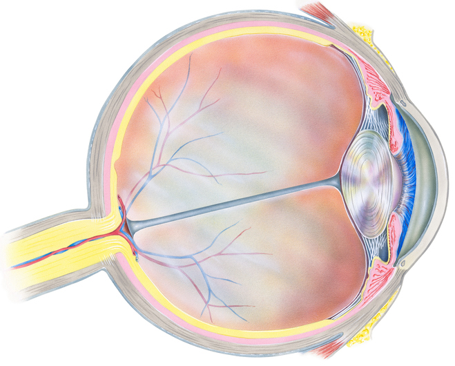 Anatomische weergave van het oog