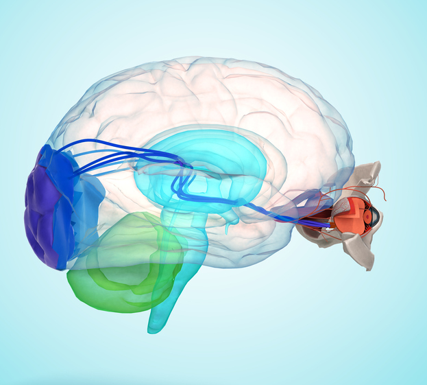 Het oog en de hersenen anatomisch weergegeven