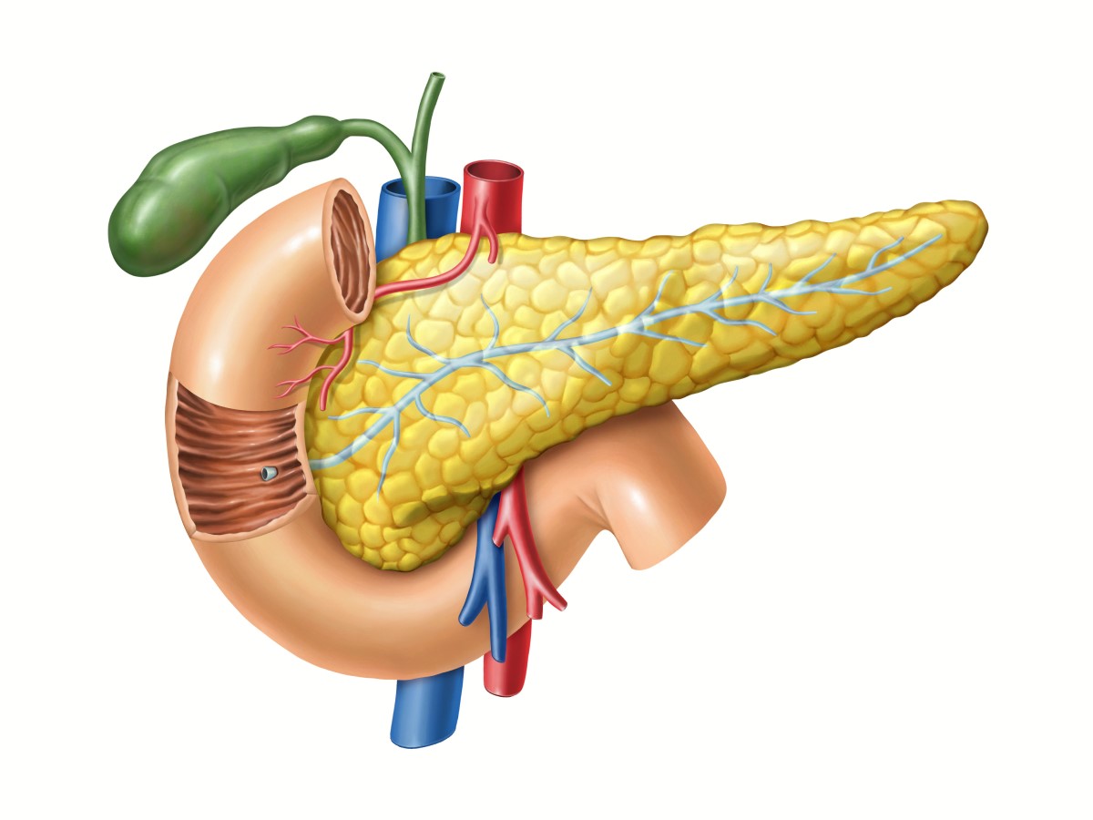 Alvleesklier - anatomisch aanzicht, daarnaast zijn de alvleesklierbuis naar de dunne darm, galblaas en grote vaten zichtbaar