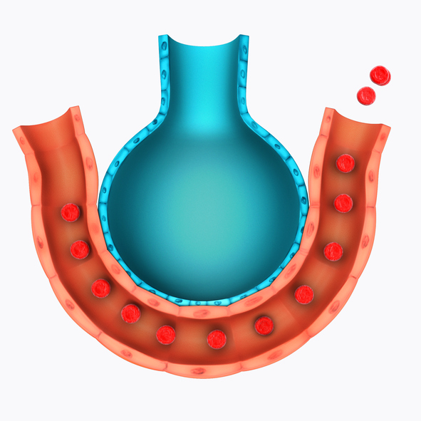 Modelweergave van de alveoli en longvaten, ademhalingsgasuitwisseling