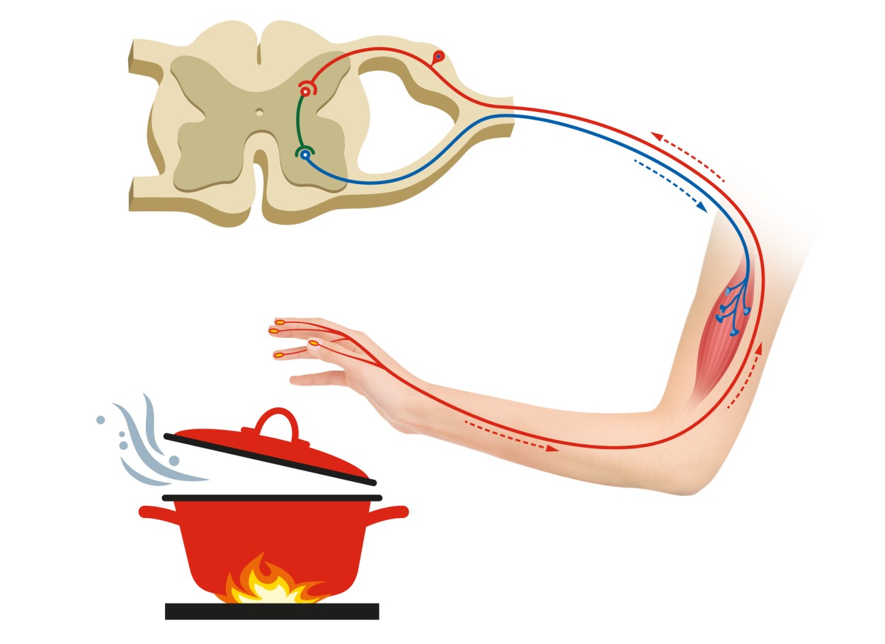 Weergave van de reflexboog - een reflex waarmee we gevaarlijke stimuli kunnen waarnemen, in dit geval bescherming tegen brandwonden - hand met zenuwbanen en weergave van het wegtrekken van de hand van een hete pan.