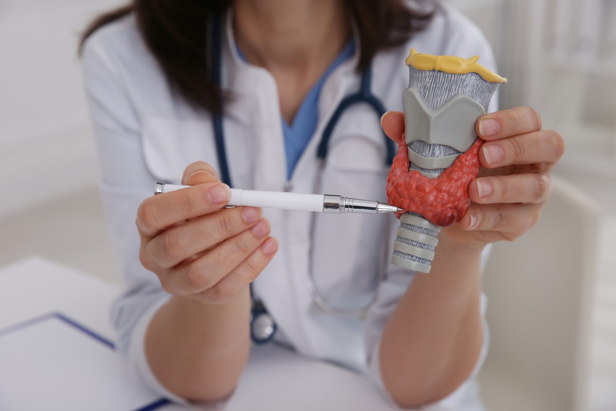 Anatomisch model van de schildklier - de arts wijst met een pen naar het model en houdt het in haar hand.