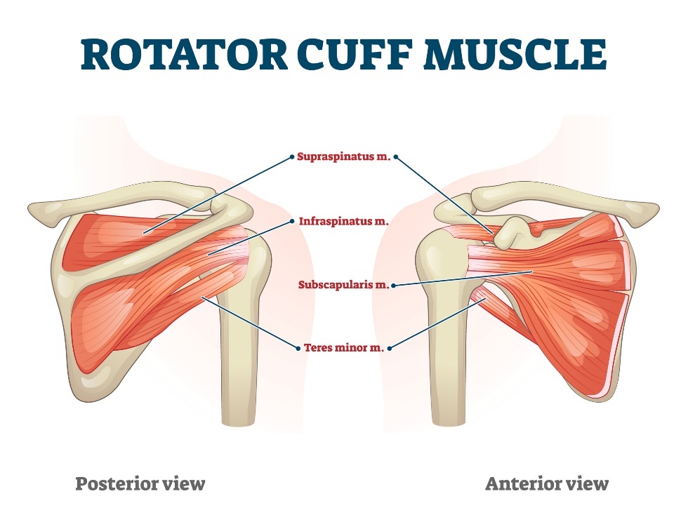 Rotator cuff spieren