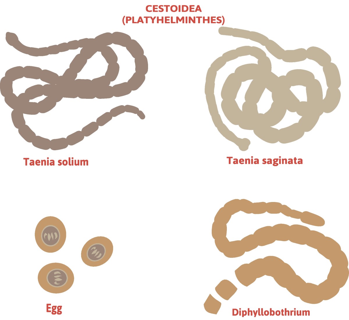 Taenia - afdeling lintwormen - Taenia solium (langbenige lintworm) + Taenia saginata (weerloze lintworm)