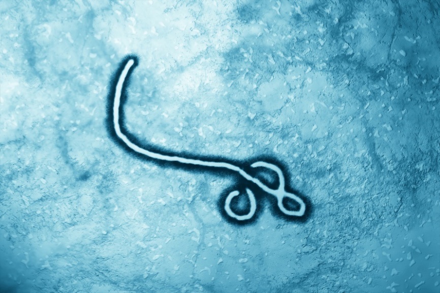 Ebola-virus onder de microscoop