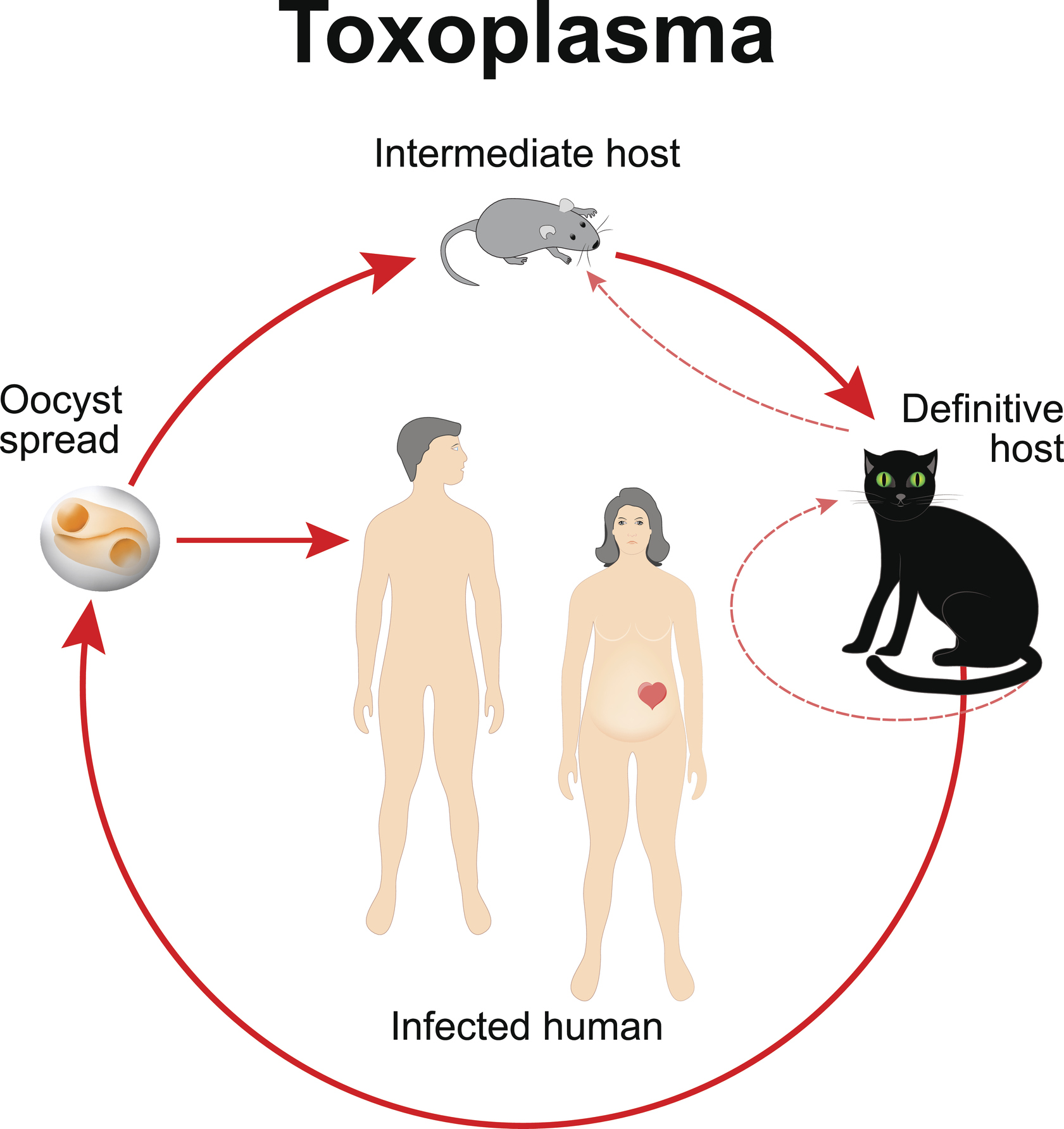 Levenscyclus van Toxoplasma gondii