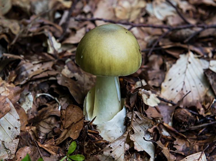 groene paddenstoel in het bos in de grond met bruine bladeren