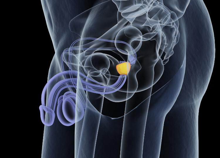 anatomische plaatsing van de prostaat