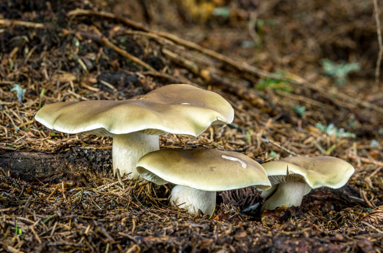 zeepspitsmuis in het bos in droge dennennaalden