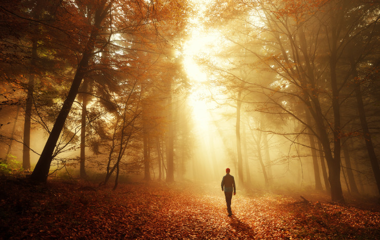 silhouet van een man wandelend in een diep bos tijdens de herfst