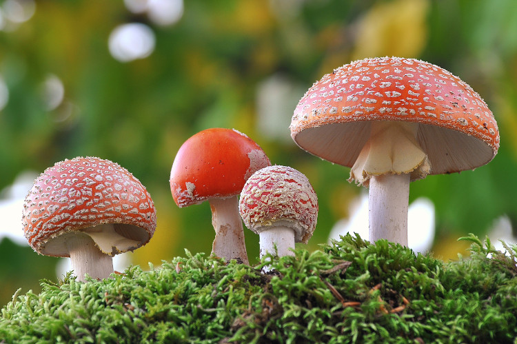 vier rode paddenstoelen van verschillende grootte op een bemost hoogland