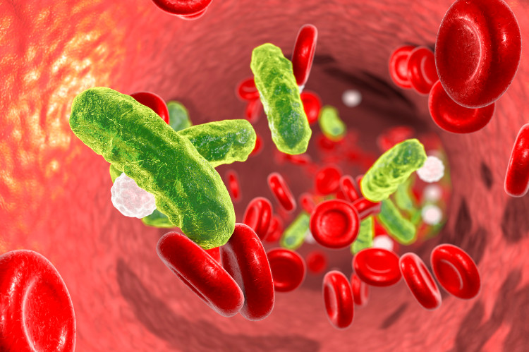 een bloedvat met erytrocyten en bacteriële cellen in de bloedbaan