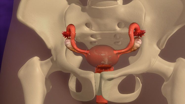 baarmoeder anatomisch gelegen in het benige skelet van het kleine bekken