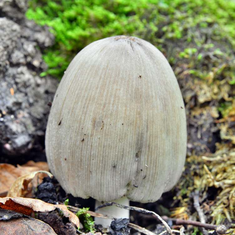 mestkever in het bos naast een met mos bedekte rots