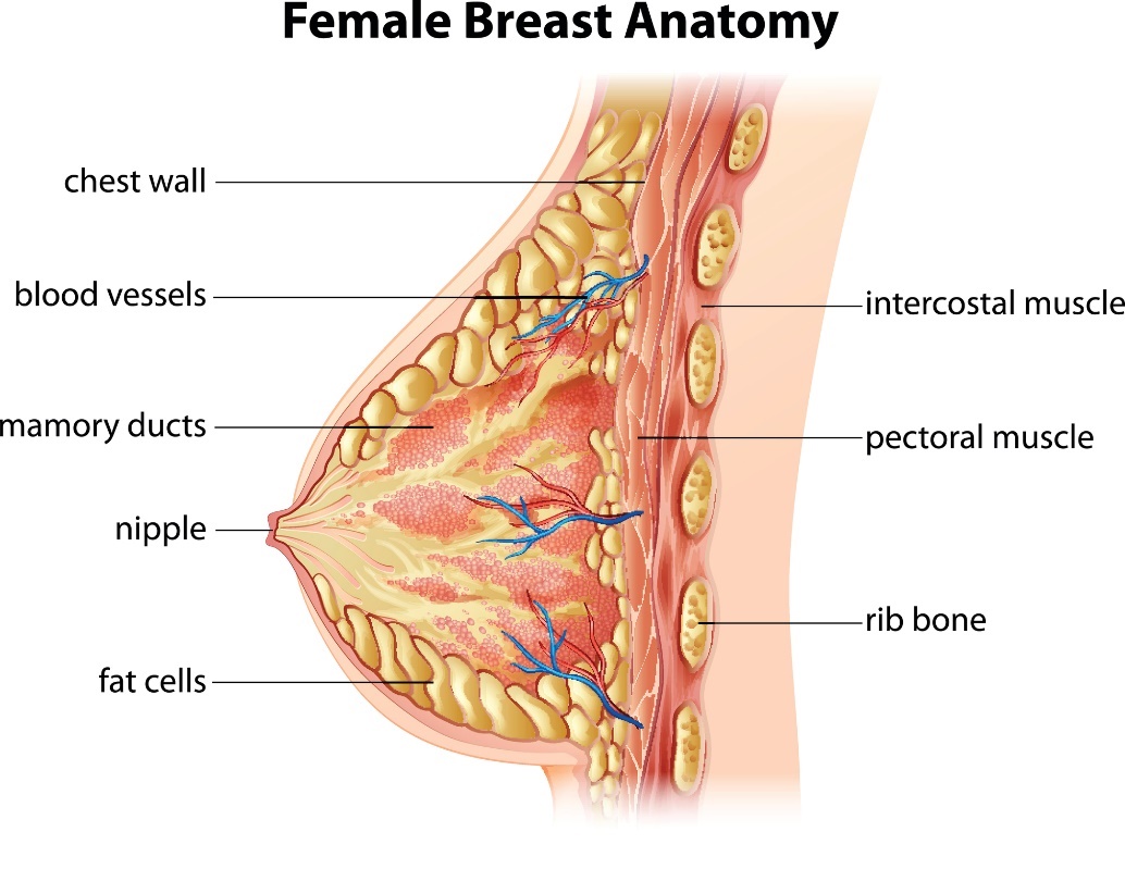 Anatomie van de vrouwelijke borst