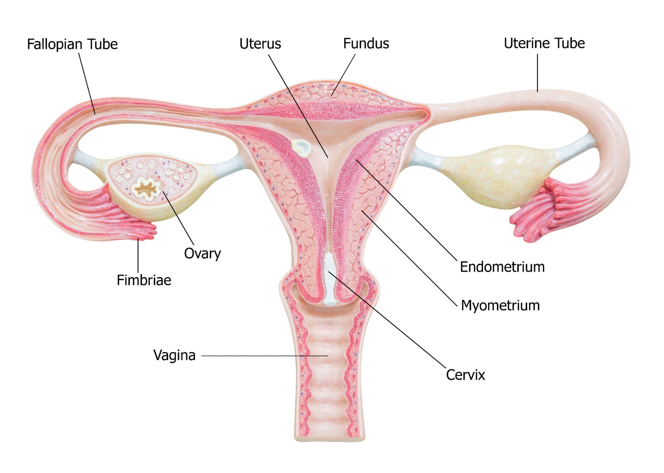 Anatomie van de vrouwelijke geslachtsorganen