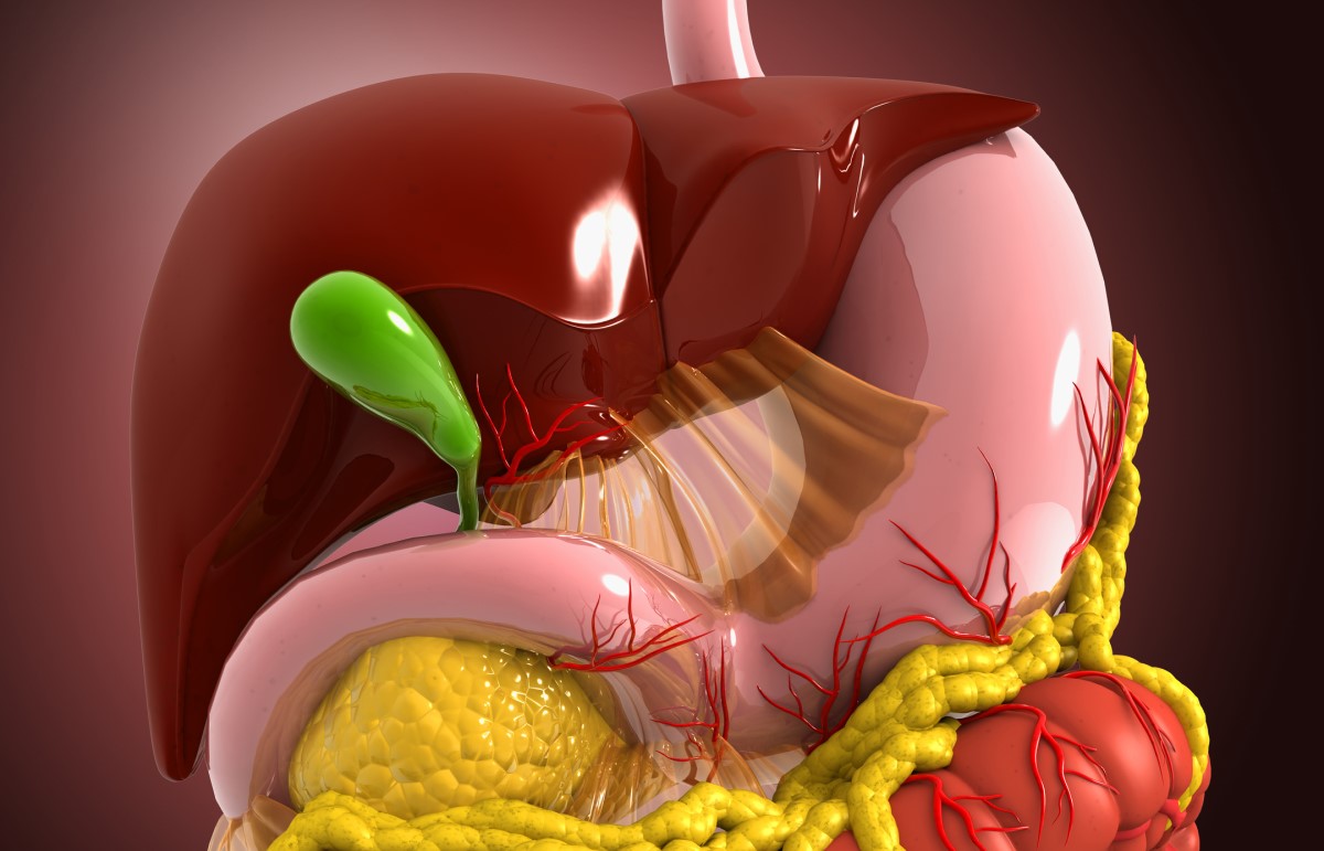 Anatomisch aanzicht - model - spijsverteringsstelsel, lever, galblaas, spijsverteringsstelsel