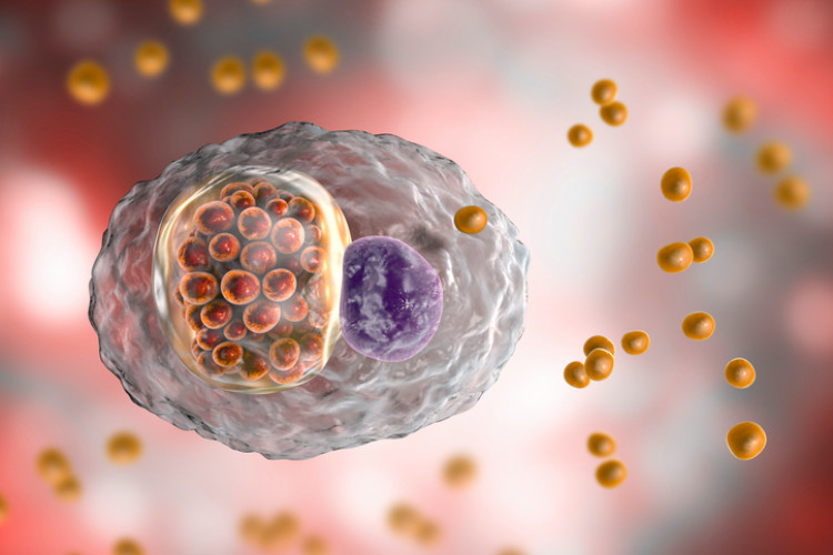 chlamydia bacteriën in de cel