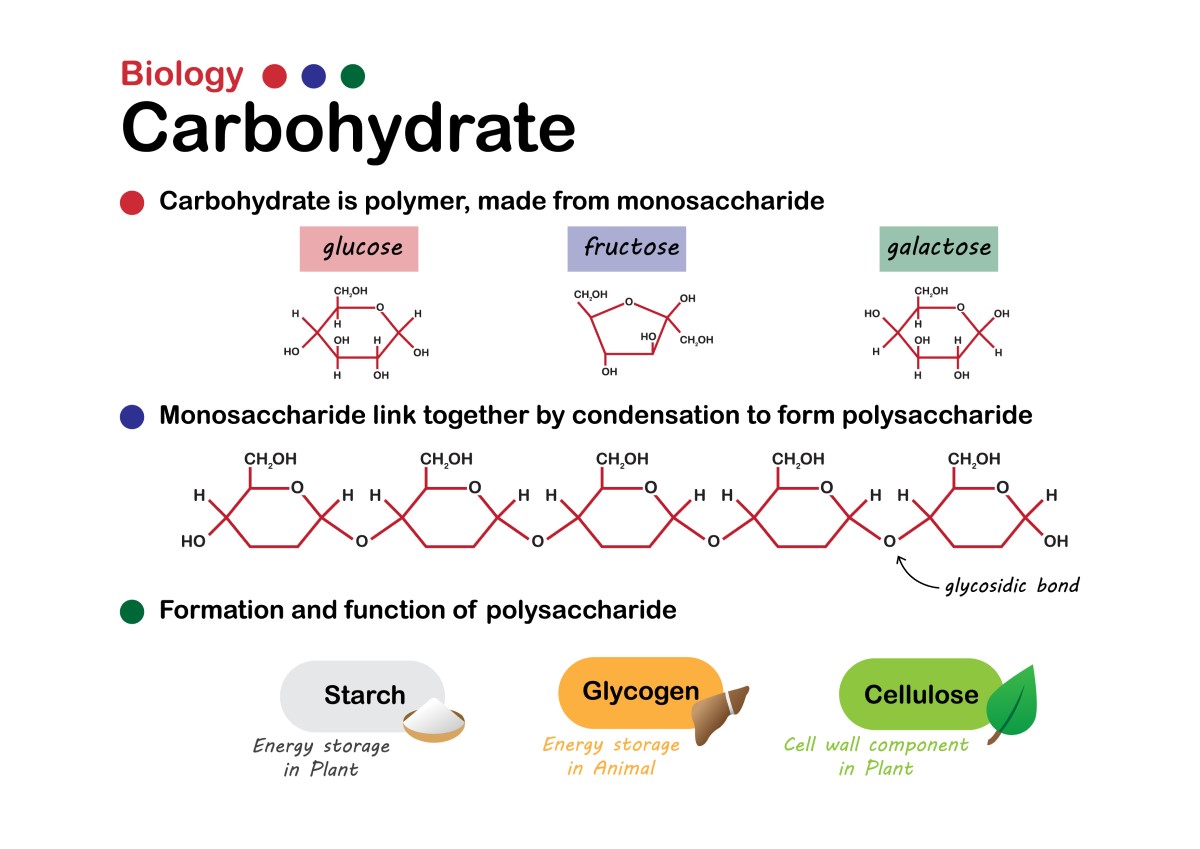 Basisbiologie van koolhydraten: enkelvoudige suikers (monosachariden): glucose, fructose, galactose vormen bindingen tot polysachariden zoals zetmeel, glycogeen of vezels.