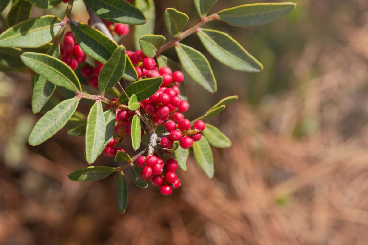 Pistacia mastix (P. lentiscus) is wijdverspreid als boom of struik, vooral in kustgebieden van de Middellandse Zee.