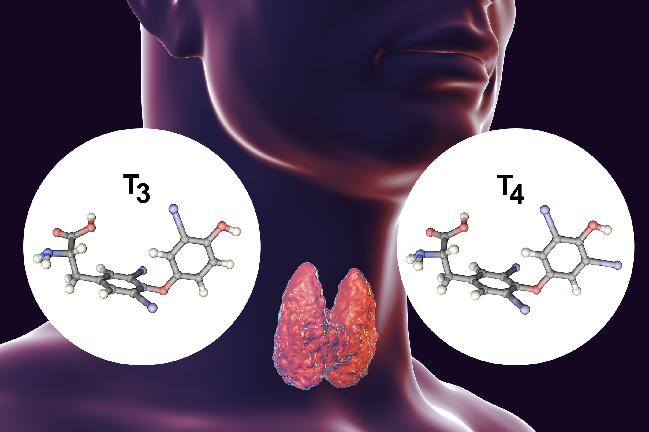 De schildklier produceert schildklierhormonen - thyroxine (T4) en triiodothyronine (T3).