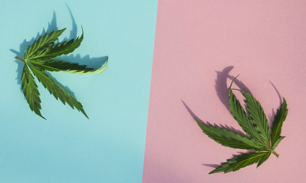 CBD versus THC versus elkaar, twee blaadjes op de blauwe en roze kolom