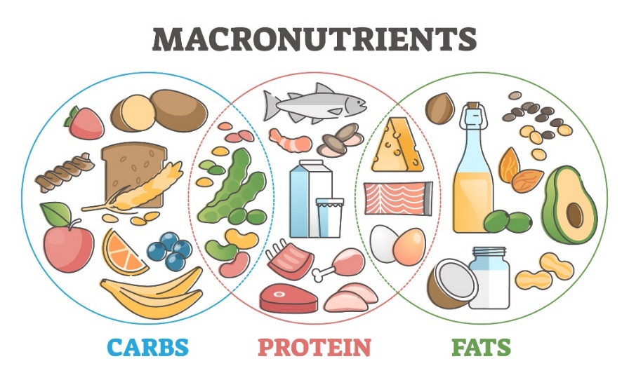 Macronutriënten en hun bronnen in de voeding: koolhydraten, eiwitten en vetten.