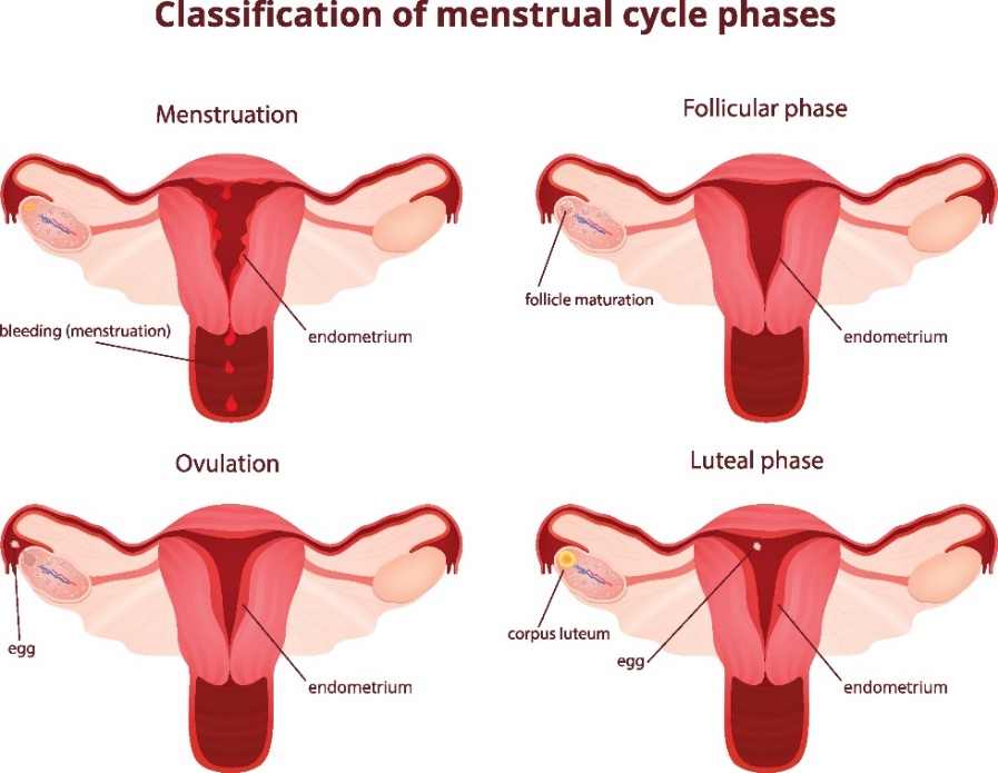 4 fasen van de menstruatiecyclus