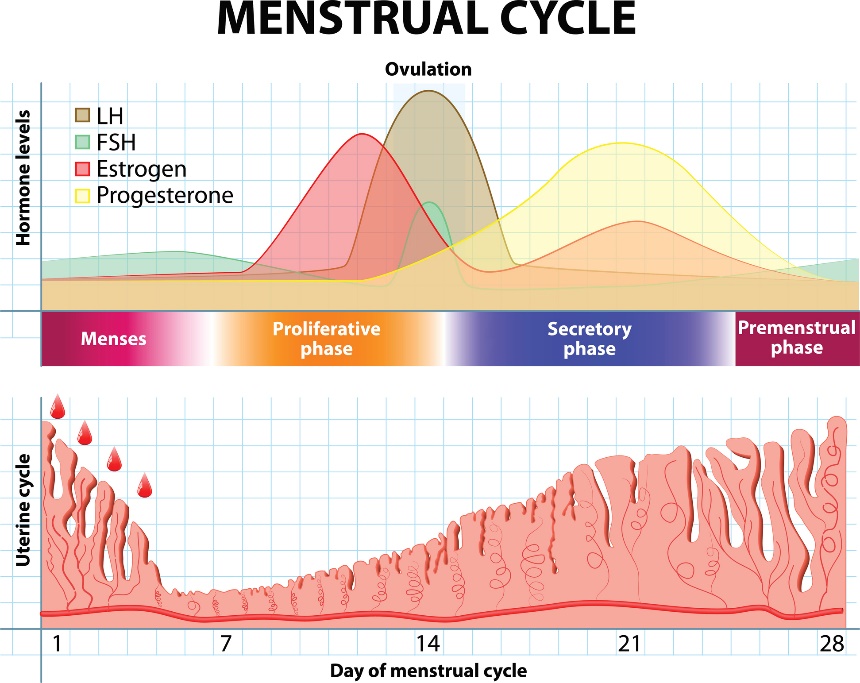 Menstruatiecyclus en veranderingen in hormonen en baarmoederslijmvlies na verloop van tijd.