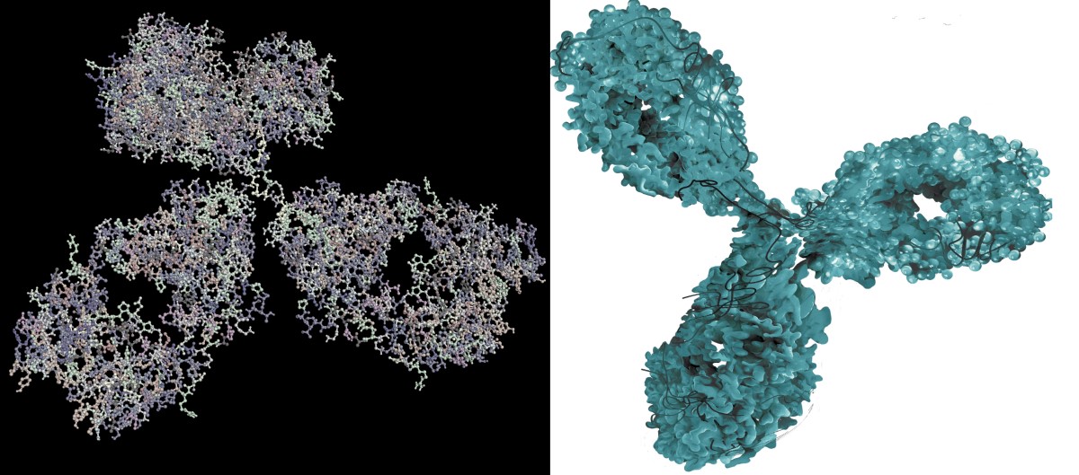 Moleculaire beeldvorming van een monoklonaal antilichaam - een biologisch geneesmiddel