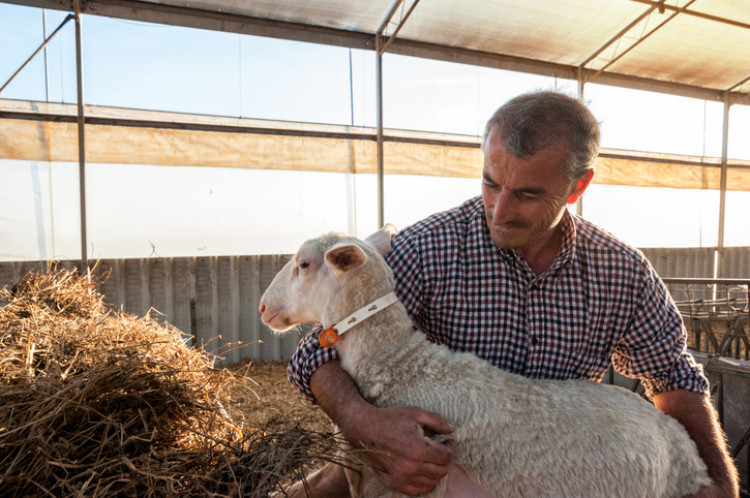 boer houdt een schaap vast, hooi op de achtergrond