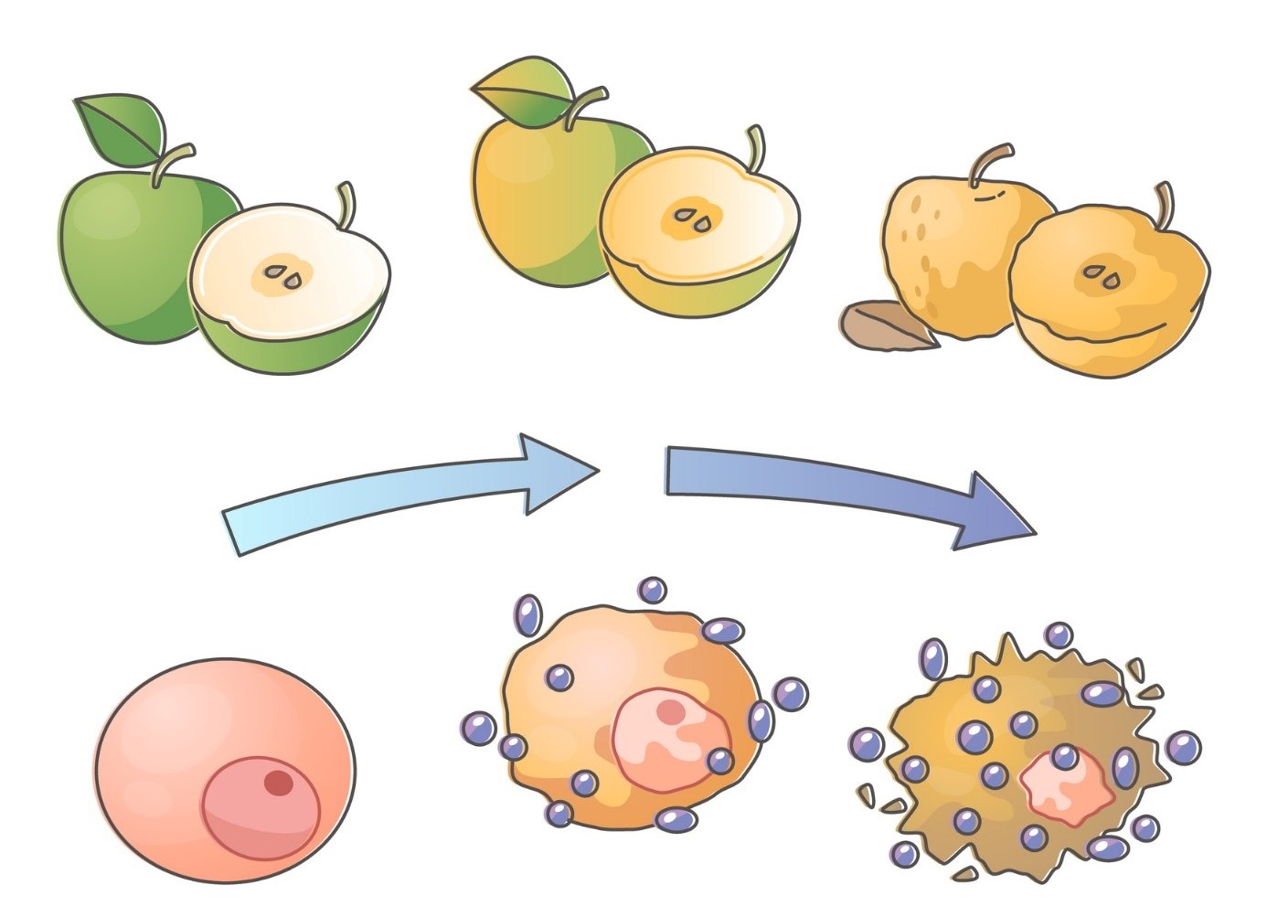 Oxidatieve stress - illustratie van appel en celverval