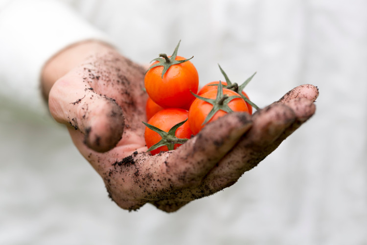 vuile hand die tomaten vasthoudt