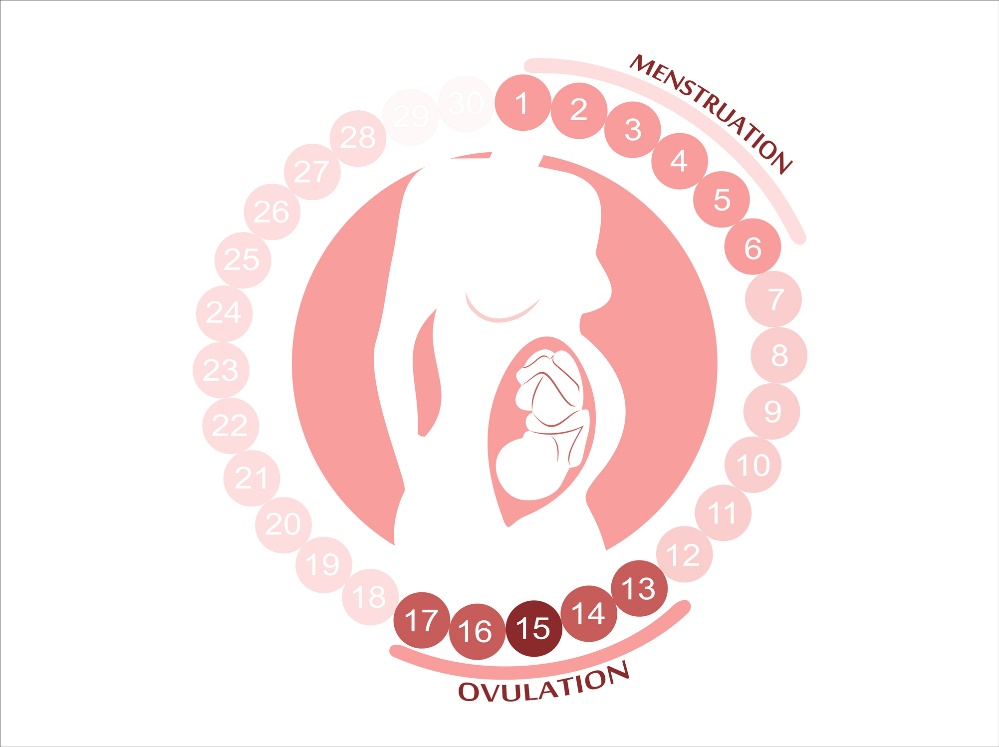 De vrouwelijke cyclus: menstruatie, ovulatie en vruchtbare periodes